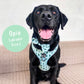 Lookin' Sharp Mesh Harness