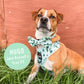 Lookin' Sharp Mesh Harness