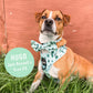 Lookin' Sharp Collar