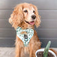 Lookin' Sharp Bow Tie