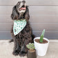 Lookin' Sharp Bandana