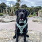 Lookin' Sharp Bow Tie